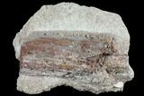 Devonian Petrified Wood (Callixylon) Section - Oldest True Wood #102057-1